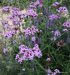 Verbena bonarienses 1ltr