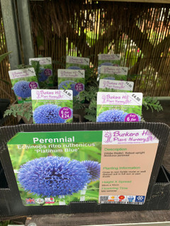 Echinops ritro - 1ltr