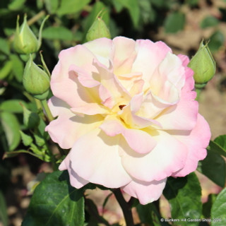 Peace - Hybrid Tea Rose