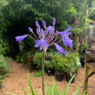 Agapanthus 'Lapis lazuli' 3ltr pot