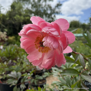 Peony lactiflora 'Coral Charm' (Peonia) 3ltr pot