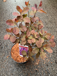 Cotinus 'Royal Purple' - 2L