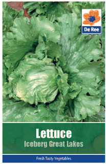 Lettuce Iceberg 'Great Lakes' Seeds