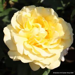 Sunny Sky - Hybrid Tea Rose