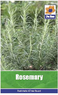 Rosemary Seeds