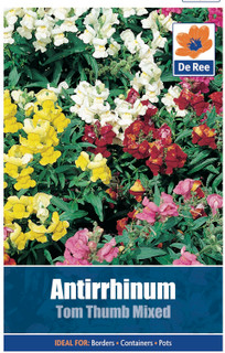 Antirrhinum 'Tom Thumb' Seeds