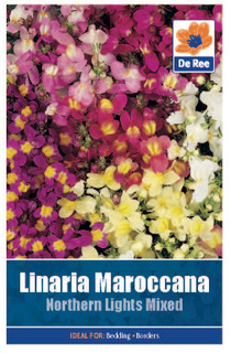 Linaria Maroccana 'Northern Lights Mixed' Seeds