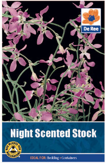 Night Scented Stock Seeds