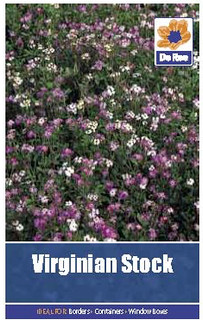 Virginian Stock Seeds