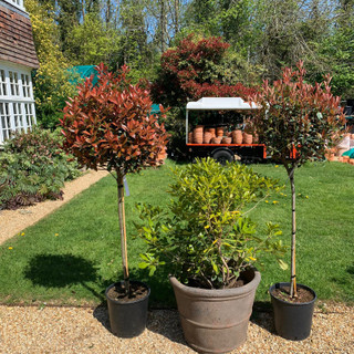 Photinia 'Red Robin' Mini Topiary Standard 25/30cm