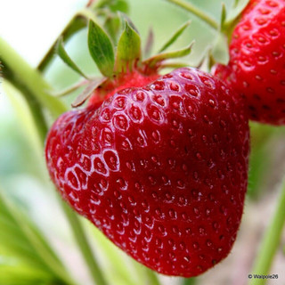 Strawberry 'Cambridge Favourite' - 10 bare root plants