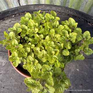 Marjoram - Golden (11cm)