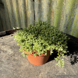Geranium phaeum 5L