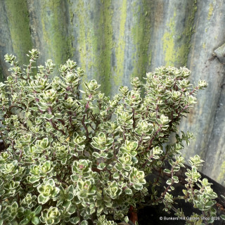 Thyme 'Sparkling Bright' (11cm)