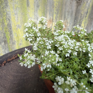 Thyme 'albus' white(11cm)
