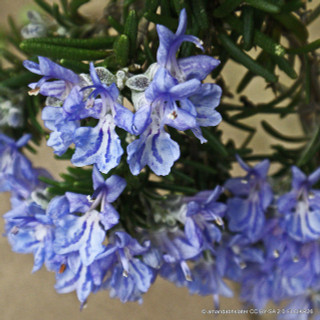 Rosemary Prostrate (11cm)