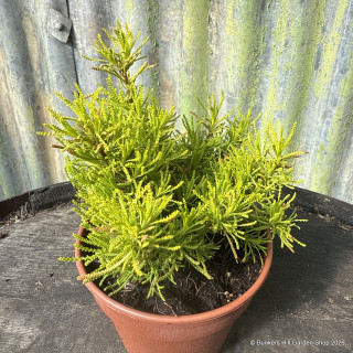 Cotton Lavender 'Lemon Fizz' (00cm)