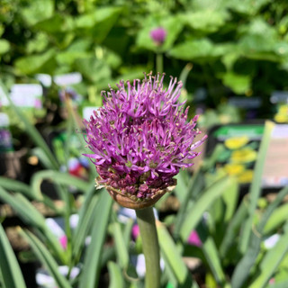 Allium hollandicum (aflatuense) 1ltr pot