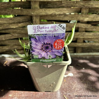 Catananche caerulea 1ltr pot