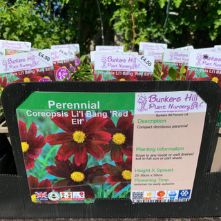 Perennials - Coreopsis - Bunkers Hill Plant Nursery