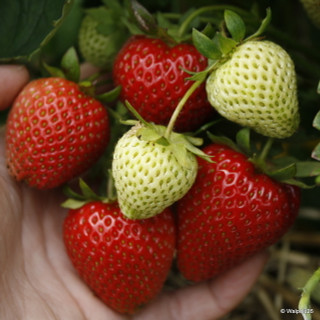 Strawberry 'Sweetheart' - 10 bare root plants