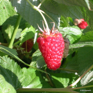 Raspberry 'Cascade Delight' - 10 canes