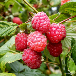 Raspberry 'Glen Ample' - 00 canes
