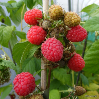 Raspberry 'Glen Doll' - 10 canes
