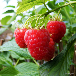 Raspberry 'Glen Lyon' - 10 canes