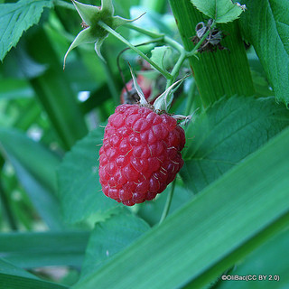 Raspberry 'Heritage'