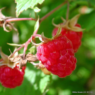 Raspberry 'Polka'