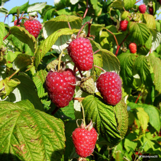 Raspberry 'Polka' - 10 canes