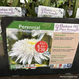 Leucanthemum Ice Star 1ltr pot