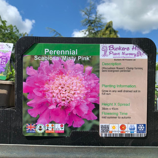 Scabiosa 'Misty Pink' 1ltr pot