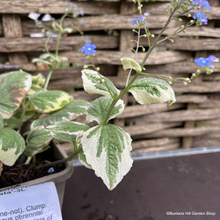 Brunnera macrocephela 'Variegata' 3ltr pot