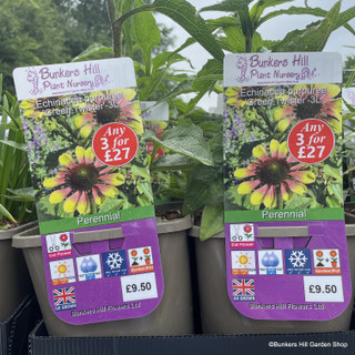 Echinacea purpurea 'Green Twister' 3ltr pot