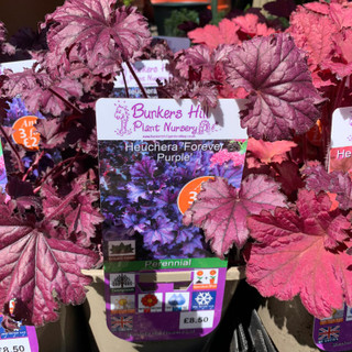 Heuchera 'Forever Purple' 3ltr pot