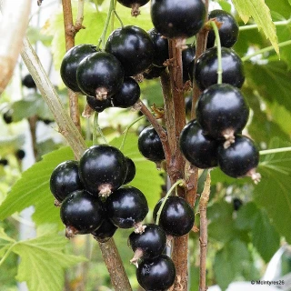 Blackcurrant 'Ben Sarek'