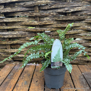 Polystichum polyblepharum (Fern) M