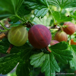 Gooseberry 'Captivator'