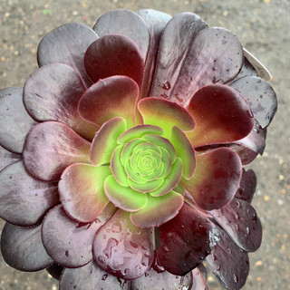 Aeonium arboreum Velours atropurpureum (Succulent)