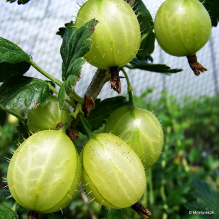 Gooseberry 'Invicta'