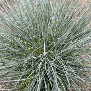 Festuca 'Intense Blue' (Grass) 2L