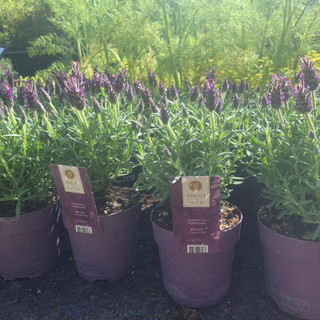 Lavender 'Anouk' (Lavandula) Small