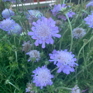 Scabiosa - 'Butterfly Blue'