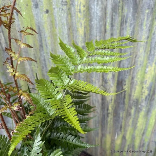 Dryopteris 'Brilliance' (Fern) - XL