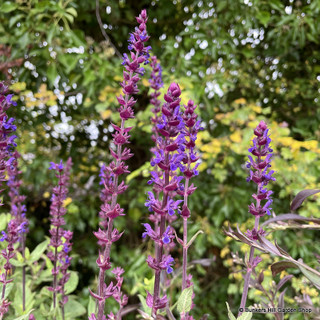 Salvia nemorosa 'Caradonna' 2L