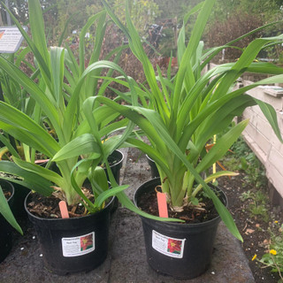 Hemerocallis 'Serena Sunburst'