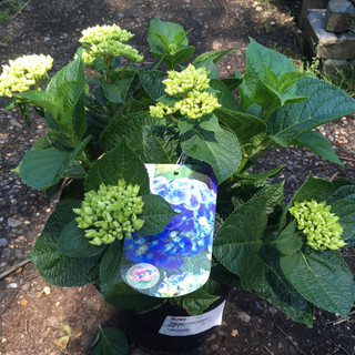 Hydrangea Macro. Blue