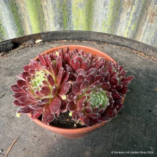Houseleek 'Rubin' (11cm)